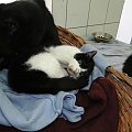 Koty do adopcji #adopcja #adopcje #Gliwice #kocięta #kot #kotki #koty #pomoc #przygarnę #schronisko #zaadoptuję #zwierzęta