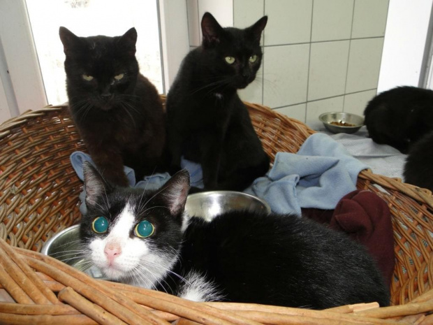 Koty do adopcji #adopcja #adopcje #Gliwice #kocięta #kot #kotki #koty #pomoc #przygarnę #schronisko #zaadoptuję #zwierzęta