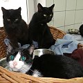 Koty do adopcji #adopcja #adopcje #Gliwice #kocięta #kot #kotki #koty #pomoc #przygarnę #schronisko #zaadoptuję #zwierzęta