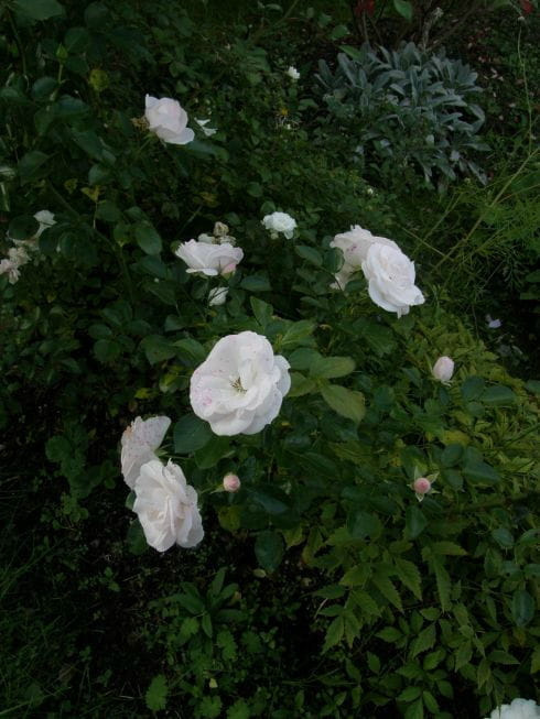 Aspiryn Rose #róże