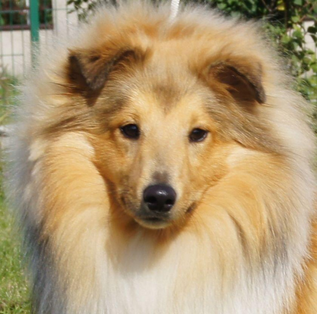 NESH SUNNY BOY , w hodowli
Amber Sun FCI, owczarek szetlandzki, sheltie #NESHSUNNYBOY #WHodowli