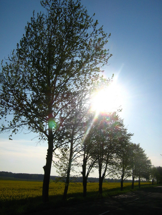 #droga #drzewa #zieleń #wiosna #słońce