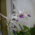 Laeliocattleya