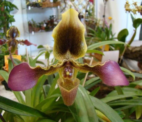 Paphiopedilum hirsutissimum