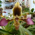 Paphiopedilum hirsutissimum