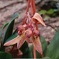 Bulbophyllum