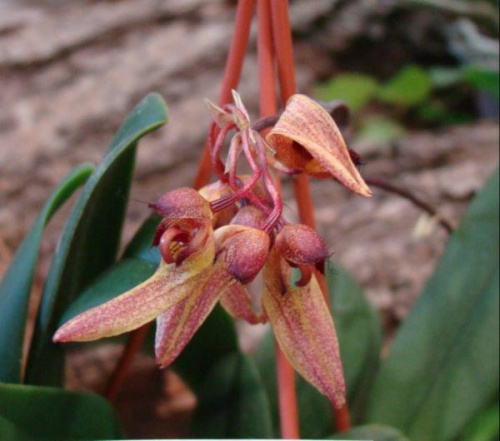 Bulbophyllum