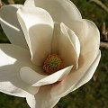 Magnolia