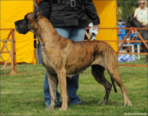 ARABESKA AL ROSSA Persimo - I dosk, CWC, NDSwR, Zw.Klubu 2008, BOB, BIS-II