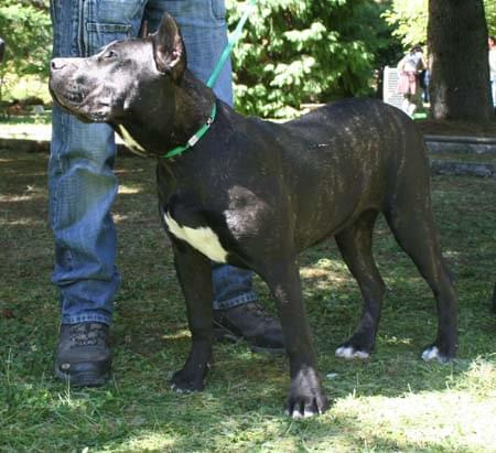 dogo canario