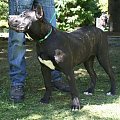 dogo canario