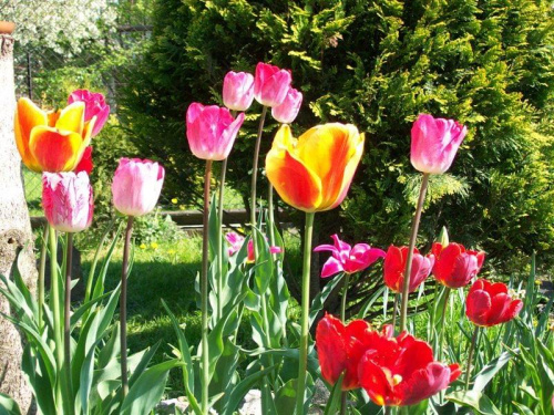 tulipany różno kolorowe