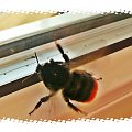 Wlecial sobie baczek do mieszkania, i krazyl dookola szukajac drogi wyjscia... Dlugo biedak latal, skrzydeklami ruszal zanim znalazl wyjscie to ktorym wlecial - drzwi balkonowe...:)