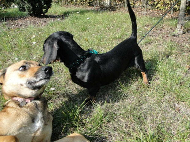 Koty do adopcji #adopcja #adopcje #Gliwice #kocięta #kot #kotki #koty #pomoc #przygarnę #schronisko #zaadoptuję #zwierzęta