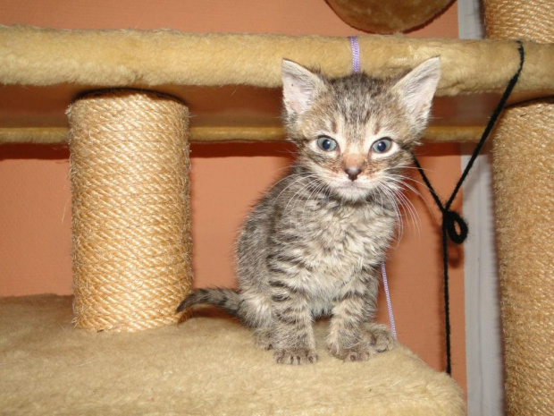 Koty do adopcji #adopcja #adopcje #Gliwice #kocięta #kot #kotki #koty #pomoc #przygarnę #schronisko #zaadoptuję #zwierzęta