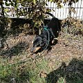 Koty do adopcji #adopcja #adopcje #Gliwice #kocięta #kot #kotki #koty #pomoc #przygarnę #schronisko #zaadoptuję #zwierzęta