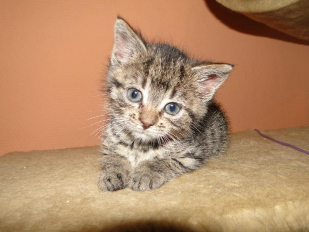 Koty do adopcji