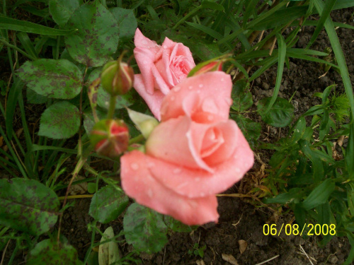 cd.moich róż - łososiowa....
