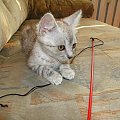 Koty do adopcji #adopcja #adopcje #Gliwice #kocięta #kot #kotki #koty #pomoc #przygarnę #schronisko #zaadoptuję #zwierzęta