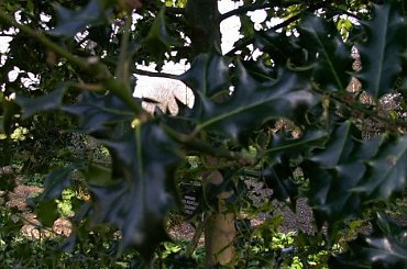 #BotanicGardenDublinZ6