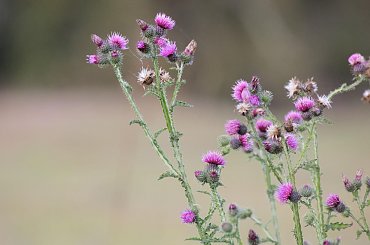 #oset #kwiat #makro #flora