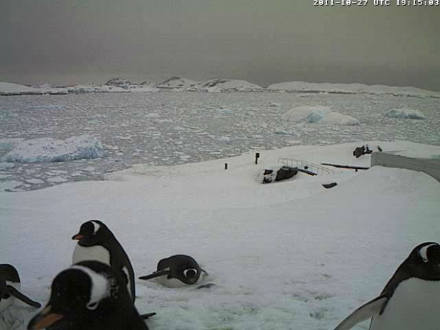 Pingwiny białobrewe http://www.martingrund.de/pinguine/pinguincam1.htm
