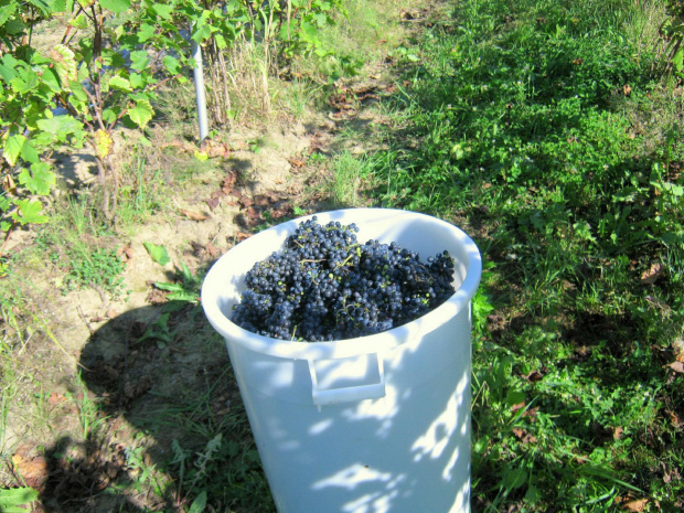 winnica dolina sanu, www.winnica-dolinasanu.pl zbiory 2011, zbiór winogron #WinnicaDolinaSanu #ZbiórWinogron