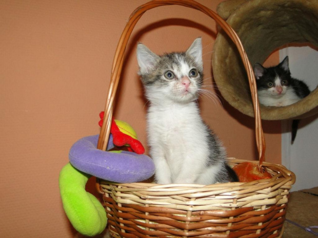 Koty do adopcji #adopcja #adopcje #Gliwice #kocięta #kot #kotki #koty #pomoc #przygarnę #schronisko #zaadoptuję #zwierzęta