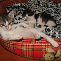 Koty do adopcji #adopcja #adopcje #Gliwice #kocięta #kot #kotki #koty #pomoc #przygarnę #schronisko #zaadoptuję #zwierzęta
