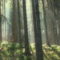 Tam gdzie mieszkają elfy... #las #przyroda #krajobraz #mgła #magia