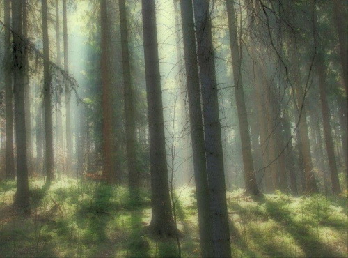 Tam gdzie mieszkają elfy... #las #przyroda #krajobraz #mgła #magia