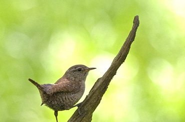 Strzyżyk #Strzyżyk #ptak #przyroda #natura