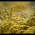 #jesień #łąka #pajęczyny #przyroda