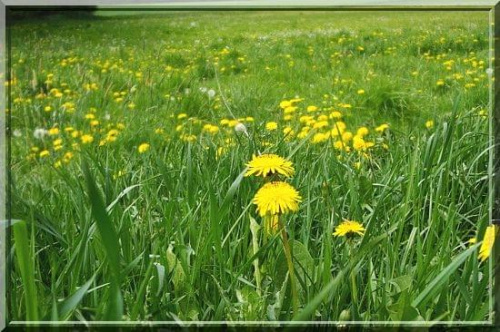 zamleczona łąka:) #łąka #natura #mlecz #maj