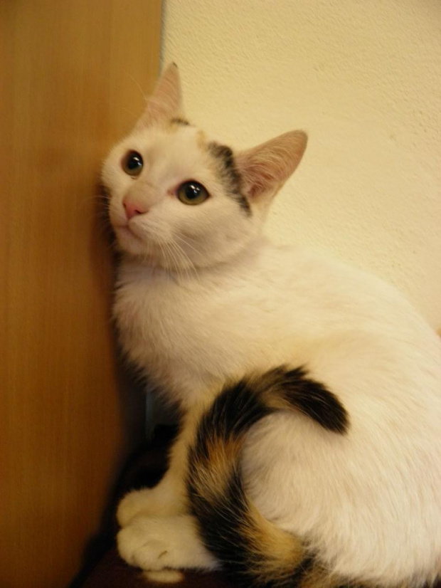 Koty do adopcji #adopcja #adopcje #Gliwice #kocięta #kot #kotki #koty #pomoc #przygarnę #schronisko #zaadoptuję #zwierzęta