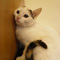 Koty do adopcji #adopcja #adopcje #Gliwice #kocięta #kot #kotki #koty #pomoc #przygarnę #schronisko #zaadoptuję #zwierzęta