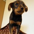 Koty do adopcji #adopcja #adopcje #Gliwice #kocięta #kot #kotki #koty #pomoc #przygarnę #schronisko #zaadoptuję #zwierzęta