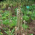 Osmunda regalis - Długosz królewski