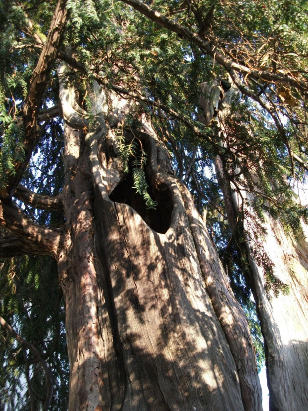 Piechowice, pomnikowy ok 500-letni cis (dawniej uważano go za ponad 700-letni). Zrośnięte z dwóch pni drzewo ma 13 m wysokości i 362 cm obwodu w pierśnicy (poszczególne pnie-240 i 226 cm). Niestety, obecnie cis ten obumiera.