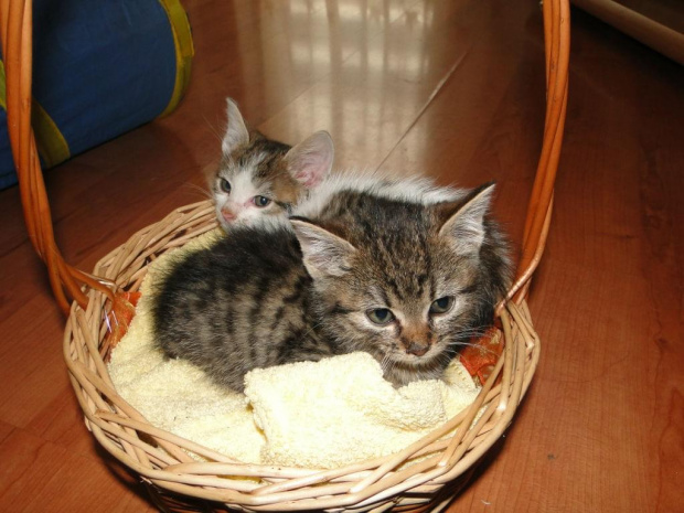 Koty do adopcji #adopcja #adopcje #Gliwice #kocięta #kot #kotki #koty #pomoc #przygarnę #schronisko #zaadoptuję #zwierzęta