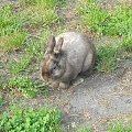 Hynio #królik