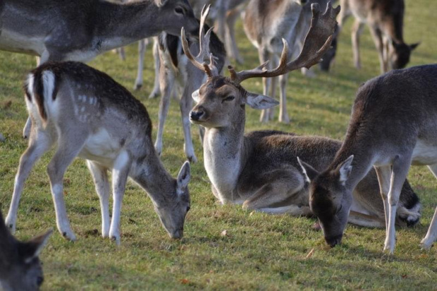 König...