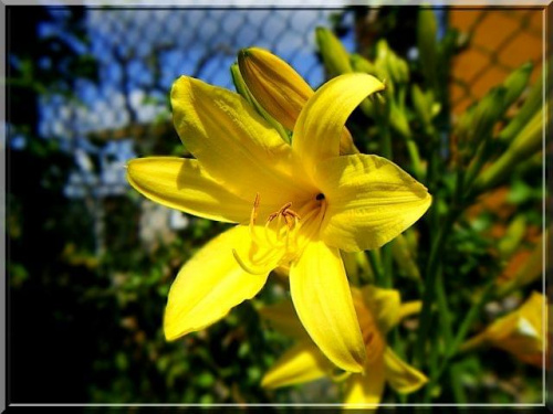 Liliowiec #liliowiec #makro #ogród #kwiat