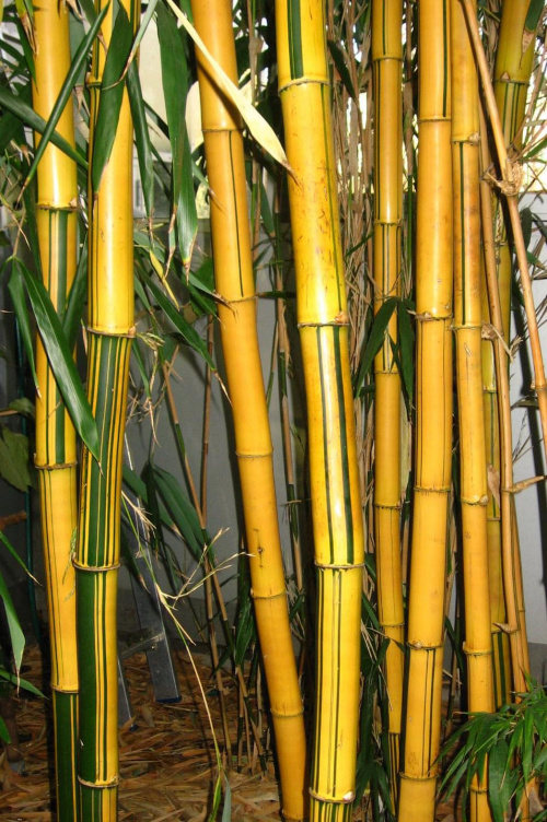 bambusy #natura #przyroda