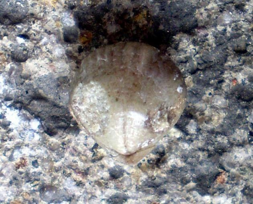 Ramienionóg z rzędu Rhynchonellida . Długość okazu - 0,7 cm . Wiek : dolny ordowik – dziś . Data znalezienia : 2008 .