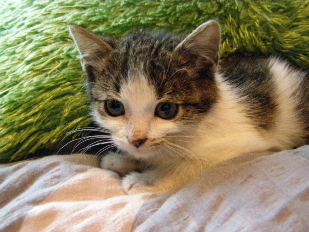 Koty do adopcji #adopcja #adopcje #Gliwice #kocięta #kot #kotki #koty #pomoc #przygarnę #schronisko #zaadoptuję #zwierzęta