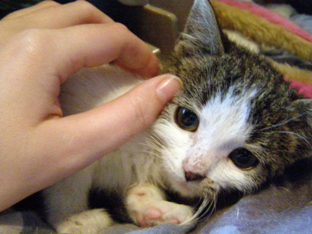 Koty do adopcji #adopcja #adopcje #Gliwice #kocięta #kot #kotki #koty #pomoc #przygarnę #schronisko #zaadoptuję #zwierzęta