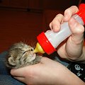 Koty do adopcji #adopcja #adopcje #Gliwice #kocięta #kot #kotki #koty #pomoc #przygarnę #schronisko #zaadoptuję #zwierzęta