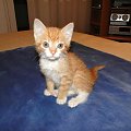 Koty do adopcji #adopcja #adopcje #Gliwice #kocięta #kot #kotki #koty #pomoc #przygarnę #schronisko #zaadoptuję #zwierzęta