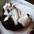Koty do adopcji #adopcja #adopcje #Gliwice #kocięta #kot #kotki #koty #pomoc #przygarnę #schronisko #zaadoptuję #zwierzęta